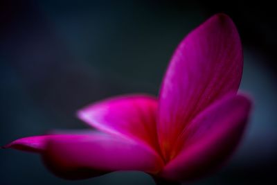 Close-up of pink flower