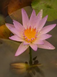 Close-up of pink water lily