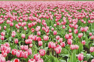 Close-up of pink tulips in field