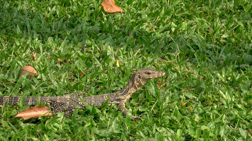 View of lizard on grass