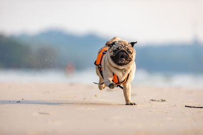 Dog running on beach