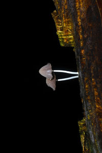 Close-up of mushroom against black background