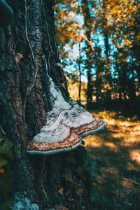 Close-up of mushroom growing on tree trunk