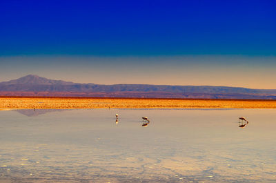 View of birds on land against the sky