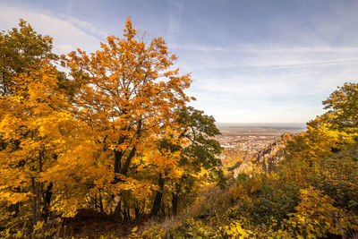 Scenic view of autumnal trees against sky during autumn