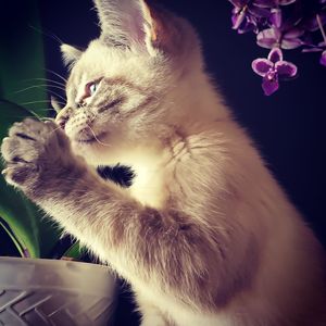 Close-up of cat at home