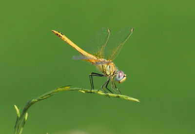 Close-up of insect