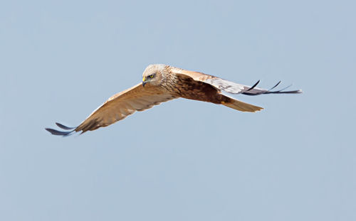 Bird flying against clear sky