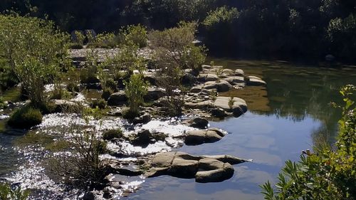 Plants growing on rocks by lake