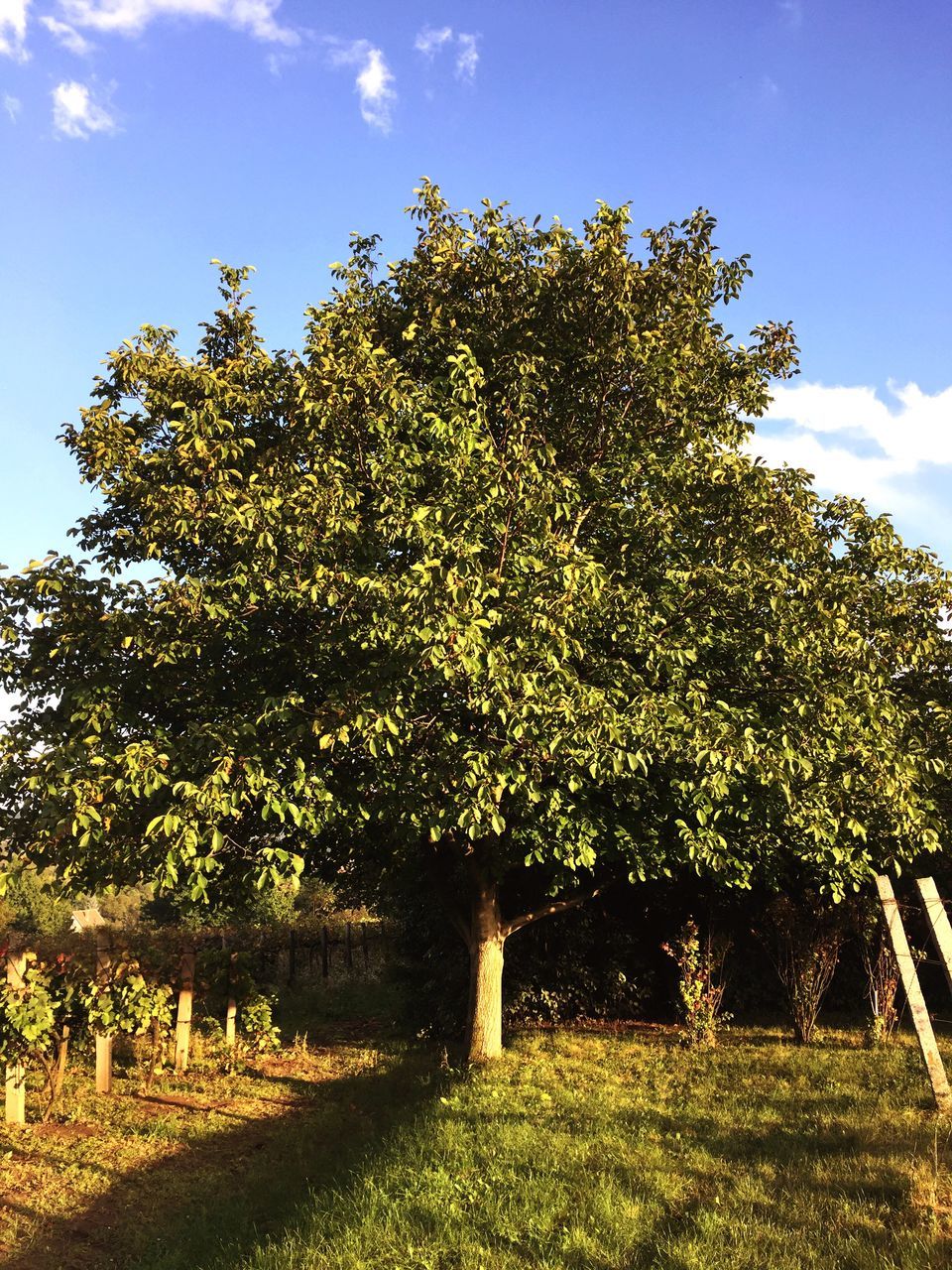 TREES GROWING ON LANDSCAPE