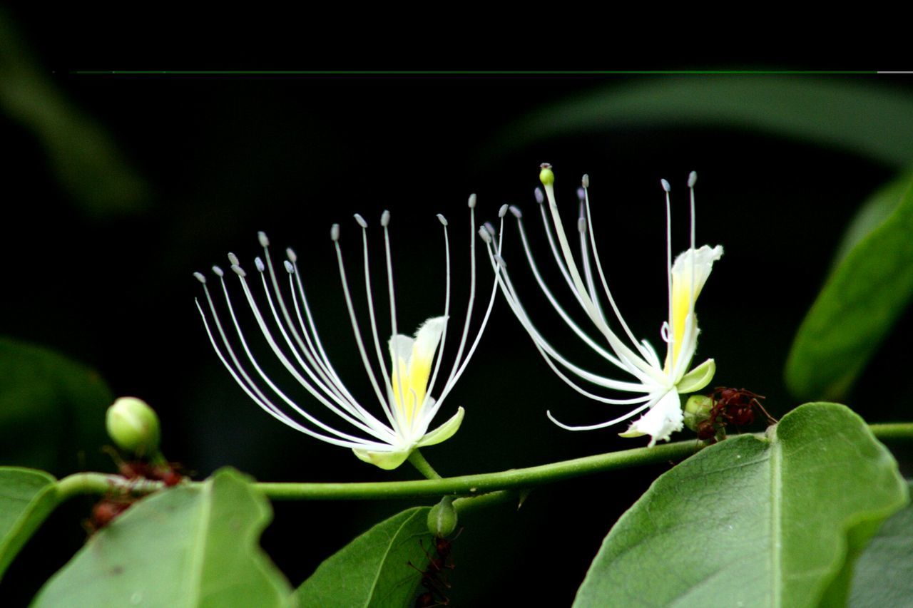 flower, leaf, fragility, freshness, petal, growth, flower head, plant, beauty in nature, close-up, nature, white color, blooming, focus on foreground, green color, in bloom, stem, blossom, single flower, outdoors