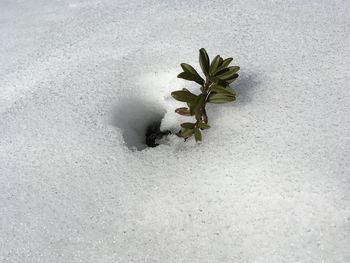 Close-up of snow on plant during winter