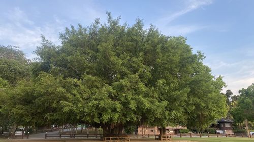 Trees by plants against sky