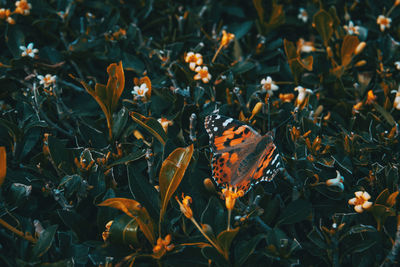 Close-up of butterfly pollinating on flower