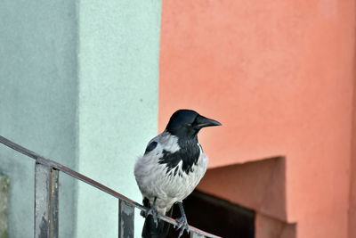 Close-up of bird perching on wall