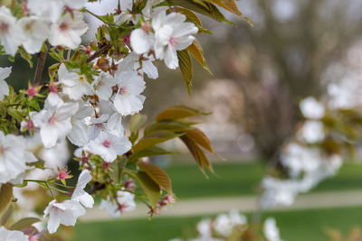 Close-up of fresh flowers