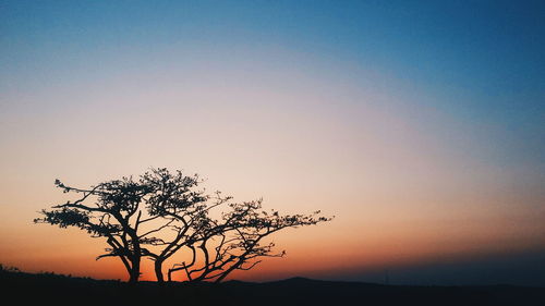 Silhouette of trees at sunset