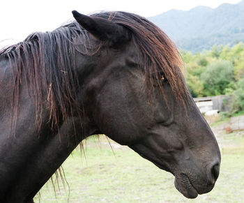 Horse in ranch