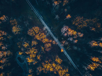 High angle view of trees in forest during autumn