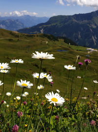 In the foreground a landscape with white daisies in full bloom between wild grasses and mountains