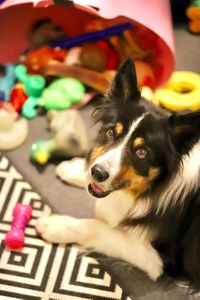 Close-up of dog looking away at home