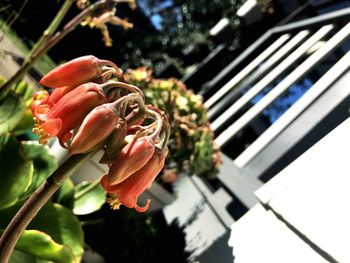 Close-up of flower blooming outdoors