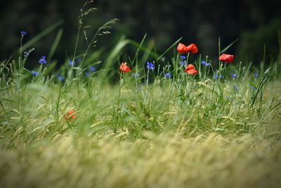 Close-up of red poppy flowers on field