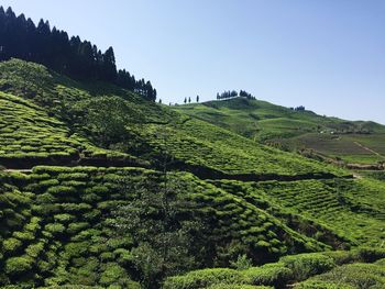 Low angle view of agricultural field against sky