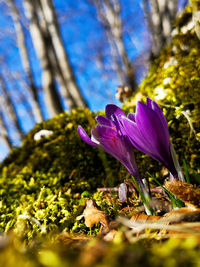 Close-up of purple crocus flowers on land