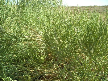 Grass growing on field against sky