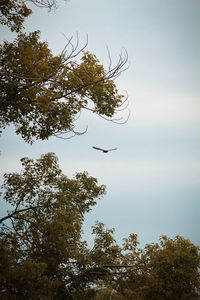 Low angle view of tree against sky