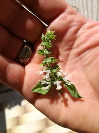 Midsection of woman holding flower