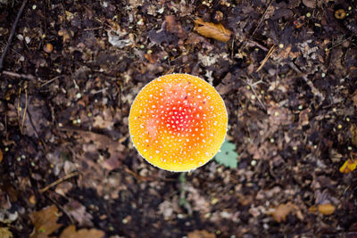 High angle view of fly agaric mushroom