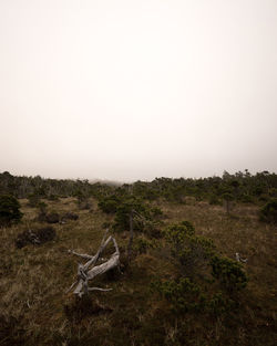 Scenic view of landscape against clear sky