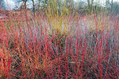 Red plants on field by lake