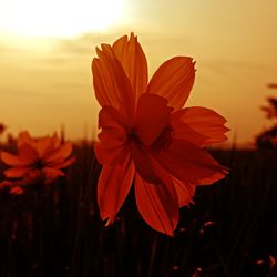 Close-up of orange flower growing on field during sunset