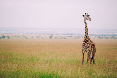 Giraffe in the wild, east africa