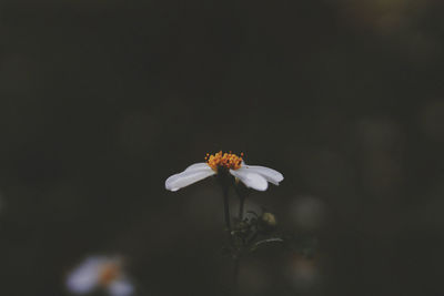 Close-up of white flowers blooming outdoors