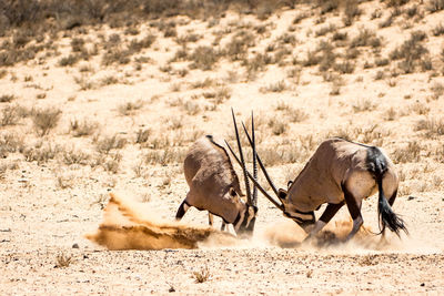 Gemsboks fighting in desert