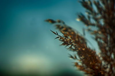 Close-up of caterpillar against sky