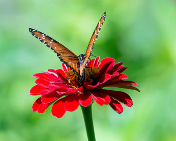 Close-up of butterfly pollinating on flower