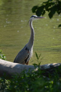 Close-up of bird