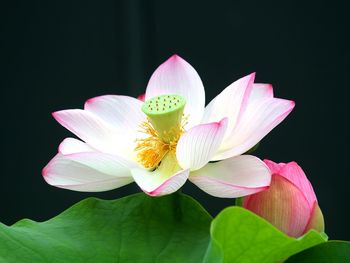 Close-up of pink lotus water lily against black background