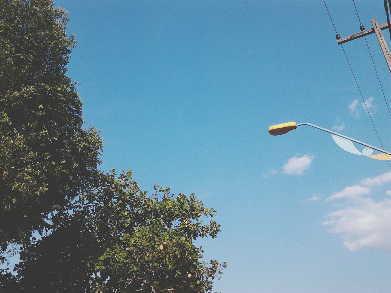 low angle view, blue, tree, sky, clear sky, power line, cable, nature, electricity, growth, day, outdoors, street light, electricity pylon, no people, power supply, copy space, high section, branch, beauty in nature