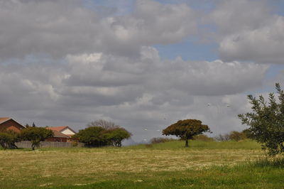 Scenic view of field against sky