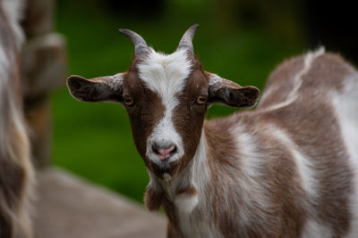 Close-up portrait of goat standing outdoors