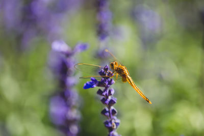 Close-up of insect on purple flower