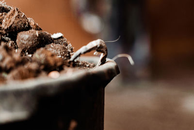 chocolate