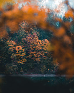 Trees by lake in forest during autumn