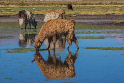 Four alpacas in bolivia